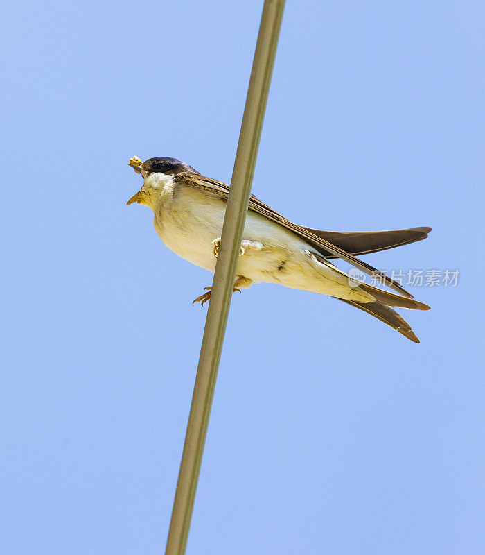 家燕(Hirundo rustica)靠近我的窗户。躺在我的衣架上，背上有泥